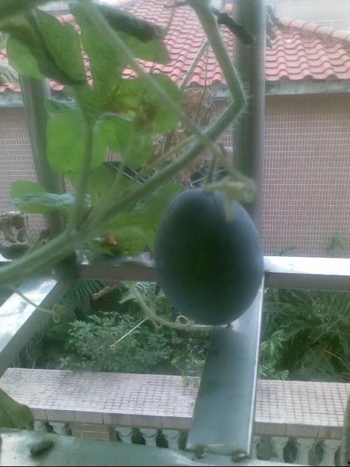 网友阳台吃瓜经历,网友共享夏日悠闲时光