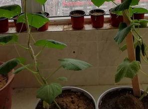 网友阳台吃瓜经历,网友共享夏日悠闲时光