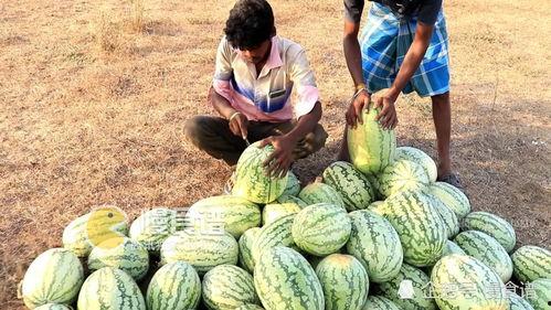 男子吃瓜被绿了,揭秘现代都市情感陷阱