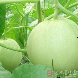 孕妇可以吃白土瓜吗,白土瓜的安全性探讨