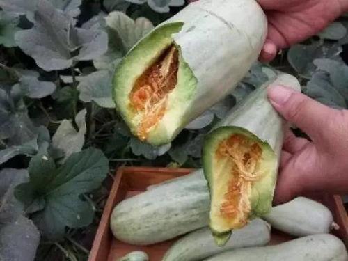 孕妇可以吃白土瓜吗,白土瓜的安全性探讨