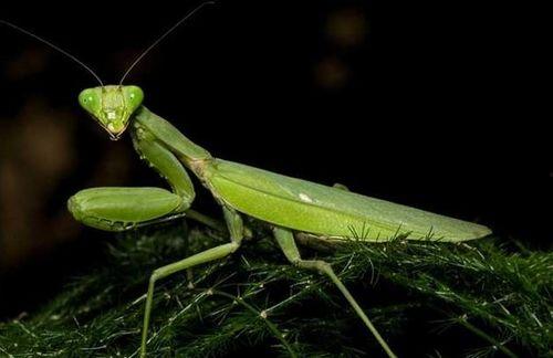 螳螂吃瓜图,自然界的生存智慧演绎