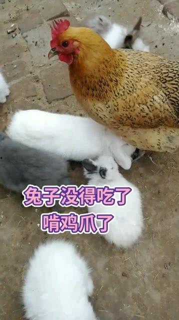 兔瓜吃鸡,一场吃鸡大冒险