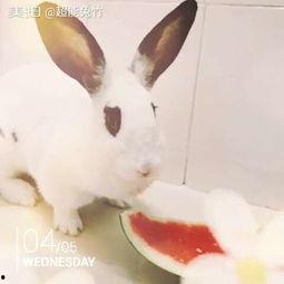 兔瓜吃鸡,一场吃鸡大冒险