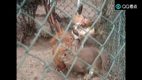 兔瓜吃鸡,一场吃鸡大冒险