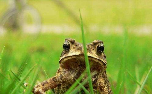 吃瓜听蛤蟆叫,吃瓜听蛤蟆叫，揭秘乡村夜生活