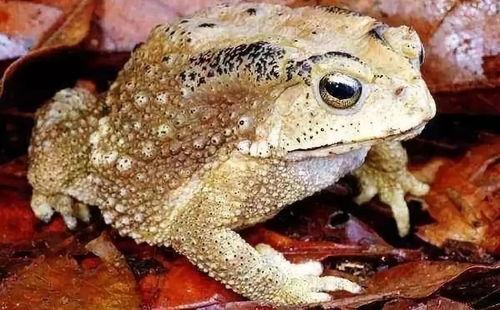 吃瓜听蛤蟆叫,吃瓜听蛤蟆叫，揭秘乡村夜生活