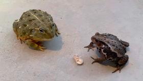 吃瓜听蛤蟆叫,吃瓜听蛤蟆叫，揭秘乡村夜生活