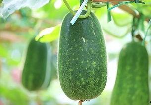 夏天晚上吃瓜好吗,吃瓜消暑正当时