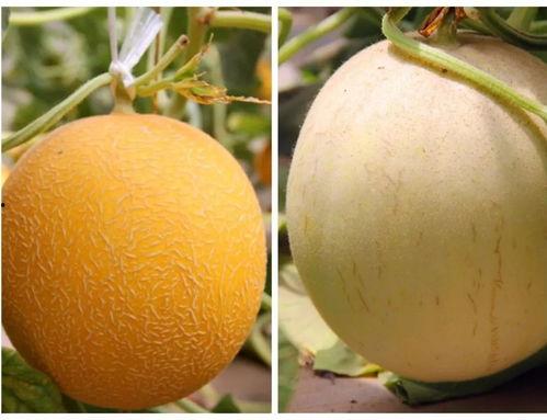 夏天晚上吃瓜好吗,吃瓜消暑正当时