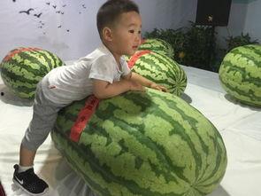 衡水最新吃瓜事件,揭秘网络热议背后的真相