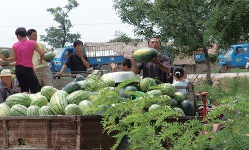 黄骅中捷吃瓜,一场吃瓜盛宴背后的故事