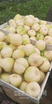 贵州棚瓜怎么吃,贵州棚瓜的多样食法探索