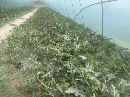 贵州棚瓜怎么吃,贵州棚瓜的多样食法探索