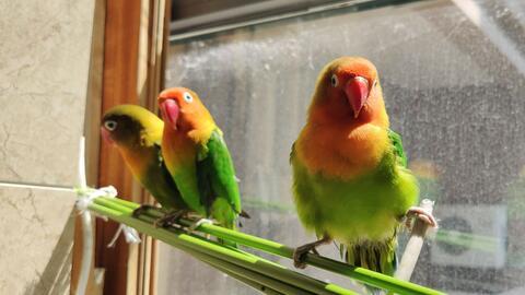 鹦鹉可以吃小麦瓜,小麦瓜成为新宠