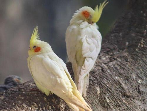 鹦鹉可以吃小麦瓜,小麦瓜成为新宠
