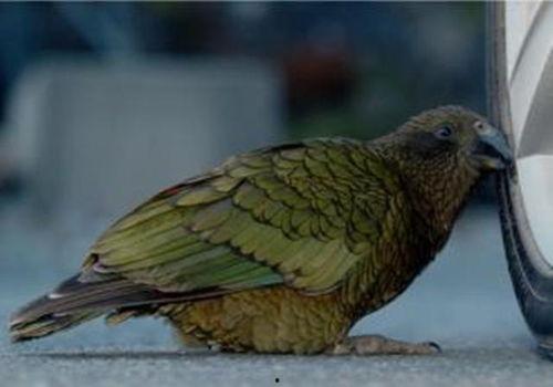 鹦鹉可以吃小麦瓜,小麦瓜成为新宠