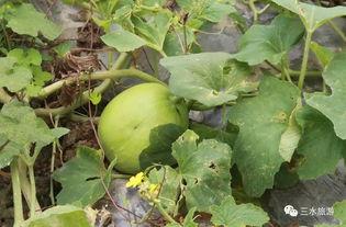 吃瓜网站梨什么,吃瓜网站背后的故事与真相