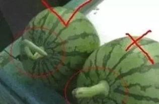 吃瓜要吃正确的瓜,吃瓜群众必知的正确吃瓜指南