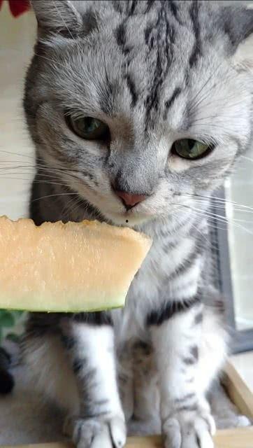 猫咪吃瓜贴纸,萌宠界的欢乐瞬间