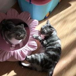 猫咪吃瓜贴纸,萌宠界的欢乐瞬间