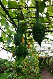 盛滨花园吃瓜,一场吃瓜盛宴背后的社区风云