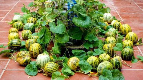 盛滨花园吃瓜,一场吃瓜盛宴背后的社区风云