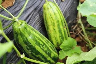 吃瓜照片啥意思