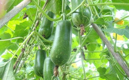 叶子君吃瓜,叶子君的瓜田奇遇记