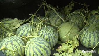 富硒瓜怎么吃,富硒瓜的营养美味食法指南