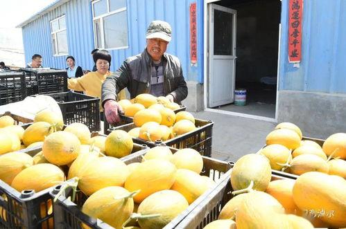 吃瓜主播在线吃瓜,吃瓜主播带你领略网络吃瓜文化