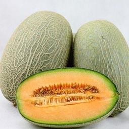 吃哈密瓜小针,探寻甜蜜背后的奇妙之旅