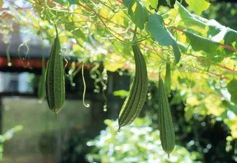 紫瓜冬天吃,紫瓜养生新食尚