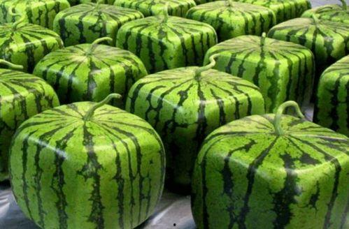 各时代吃瓜,从古至今的饮食变迁