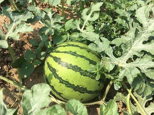 各时代吃瓜,从古至今的饮食变迁