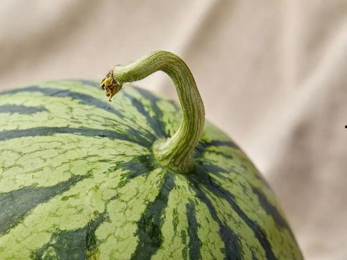 上海吃瓜视频最新