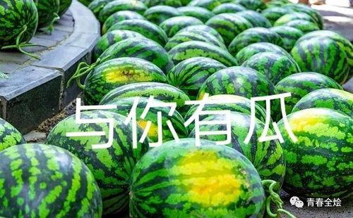 吃瓜各大学,吃瓜群众揭秘各大学新鲜事