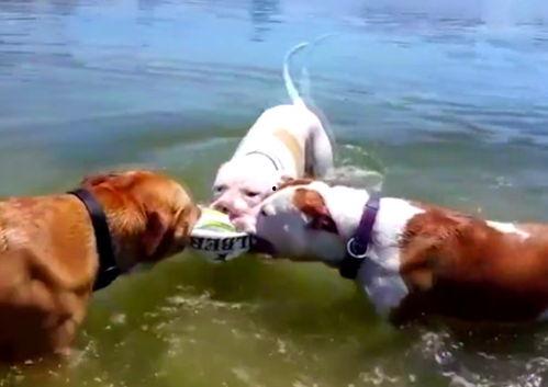 什么鹿吃瓜,瓜田里的生态奇观