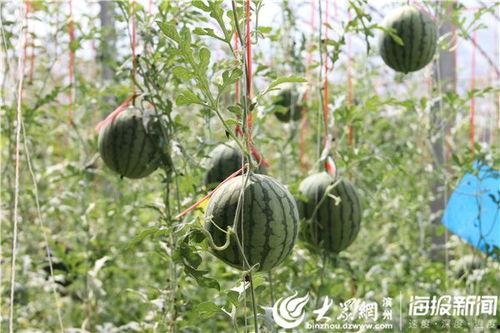 揭阳榕城吃瓜事件视频,一场引发热议的网络视频风波