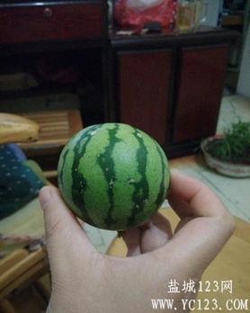 盐城女吃瓜,揭秘网络舆论背后的真相与反思