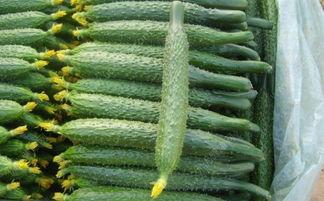 吃瓜孑有什么坏处,过度“吃瓜”可能带来的负面影响解析