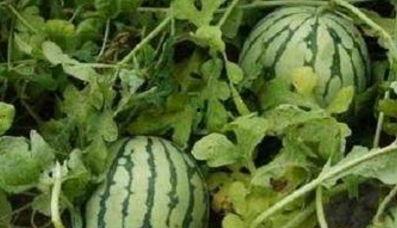 常州邮电路吃瓜