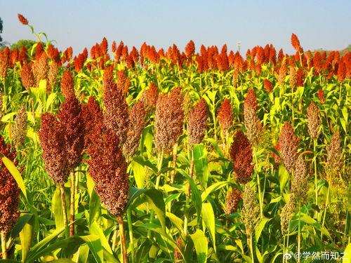 红高粱吃瓜,吃瓜群众的狂欢盛宴