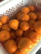 吃了汤圆吃哈密瓜吃龙眼,汤圆、哈密瓜与龙眼的味蕾之旅