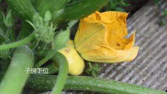 绿色吃瓜群,揭秘网络社交新风尚