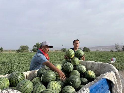 国家吃瓜排名,揭秘各地瓜果美食争霸盛况