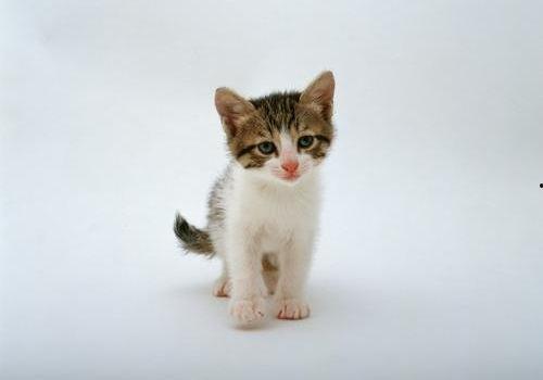 小猫可以吃毛瓜吗,毛瓜是否适合小猫食用？