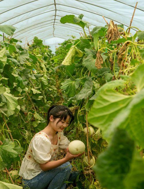 做梦吃花田瓜,花田瓜果的奇幻之旅