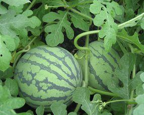 福瓜孕妇可以吃,营养美味两不误