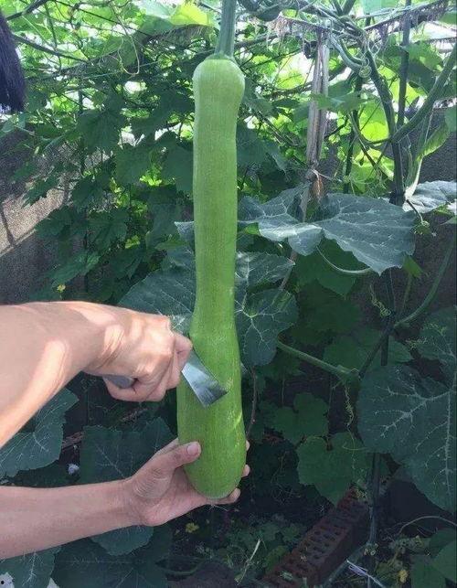 砍瓜怎么吃呢,探索美味新境界